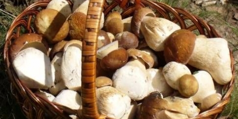 Kako uzgajati vrganje na selu + video